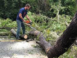 Best Hazardous Tree Removal  in Kersey, CO